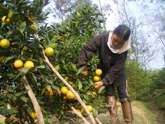 Nghệ An hỗ trợ nông dân đưa sản phẩm lên sàn thương mại điện tử ảnh 1