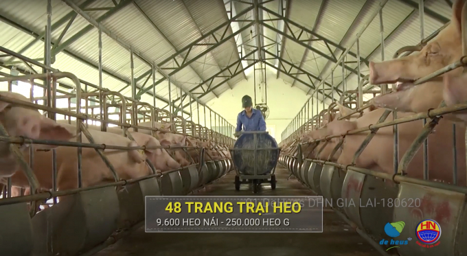 Một trong những trang trại chăn nuôi heo áp dụng công nghệ cao của Tập đoàn Hùng Nhơn. Ảnh: H.N