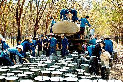 Hàn Quốc tăng nhập khẩu cao su Việt Nam