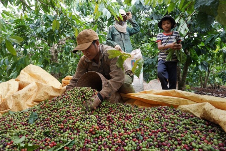 Nông dân thu hái cà phê ở huyện Ia Grai, Gia Lai. Ảnh T.T