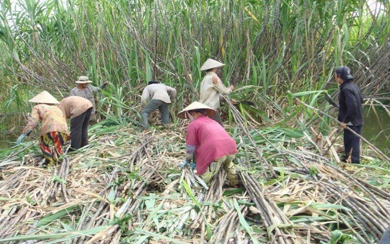 Phòng vệ thương mại đã hỗ trợ ngành mía đường và nông dân trồng mía. Ảnh: Nguyen Huyen