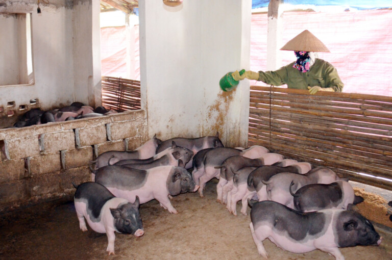 Nông dân xã Quảng Nghĩa (TP Móng Cái) liên kết với HTX Nông nghiệp hữu cơ An Lộc nuôi lợn Móng Cái theo hướng an toàn.