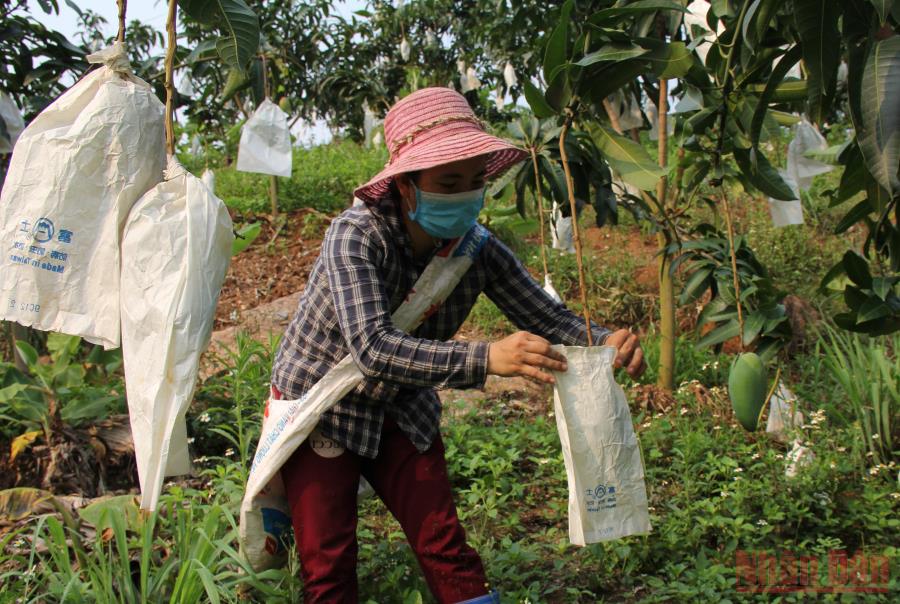 Sơn La tìm giải pháp đẩy mạnh tiêu thụ nông sản -0