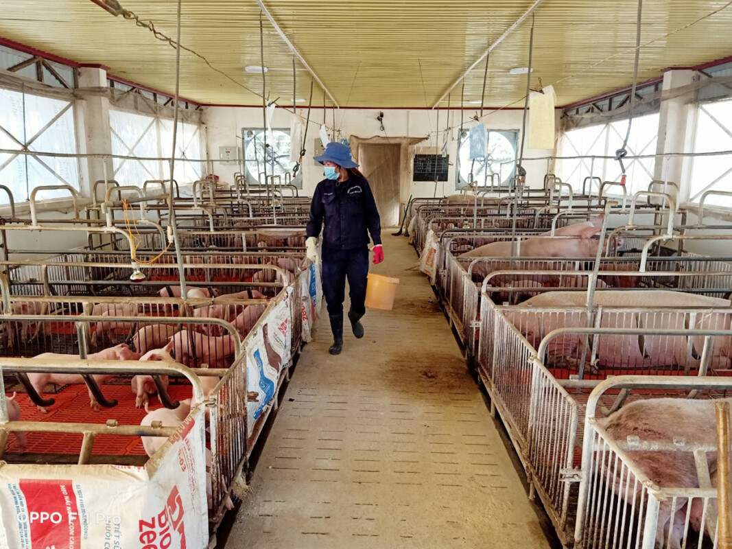 Cán bộ kỹ thuật Trung tâm Giống vật nuôi tỉnh Gia Lai chăm sóc đàn heo giống. Ảnh: Nguyễn Diệp