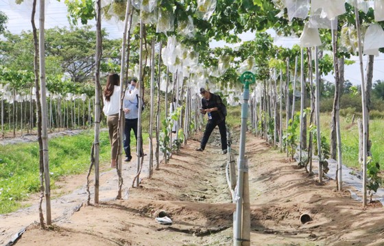 Trà Vinh: Xây dựng nhãn hiệu nho tươi an toàn ảnh 1