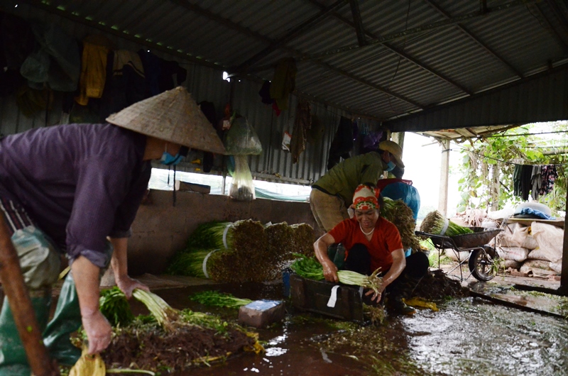 Sản xuất nông nghiệp theo hướng “xanh” an toàn và hiệu quả ở Hà Nội -0