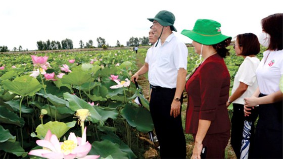 Đồng Tháp: Thành lập Hội ngành hàng sen ảnh 1