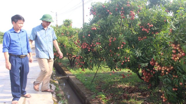 Hải quan Trung Quốc: Vải thiều Bắc Giang đủ tiêu chuẩn xuất khẩu - Ảnh 1.