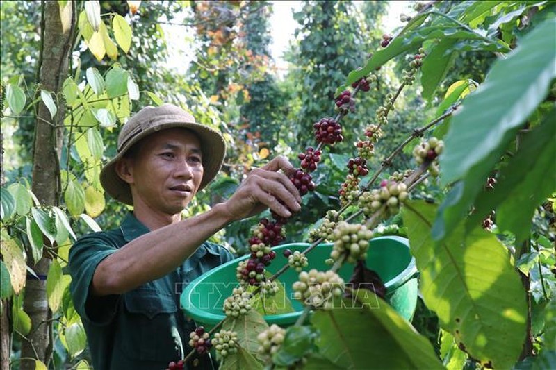 Thị trường nông sản nối dài đà hồi phục mạnh