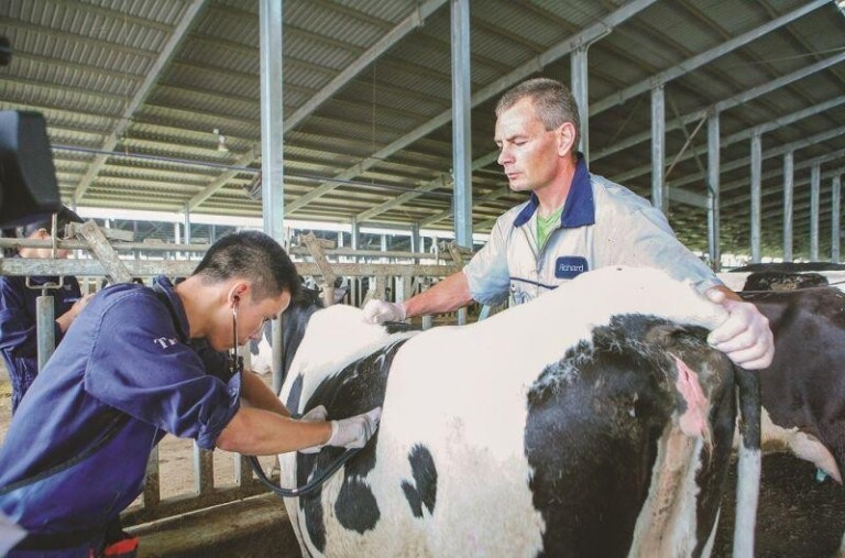 Chăm sóc bò sữa tại Cụm trang trại của Tập đoàn TH ở huyện Nghĩa Đàn (Nghệ An). (Ảnh: THANH TUẤN)