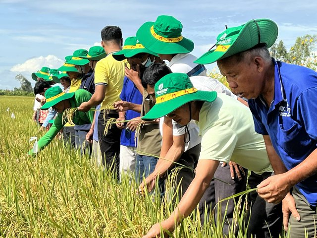 Hiệu quả từ mô hình liên kết sản xuất lúa chất lượng cao của PVCFC - Ảnh 1.