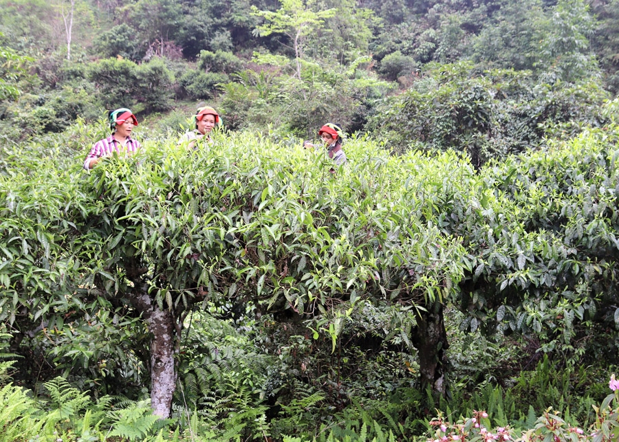 Nương chè Shan tuyết cổ thụ – điểm khám phá, trải nghiệm lý thú tại thôn Lùng Vài, xã Phương Độ (thành phố Hà Giang).