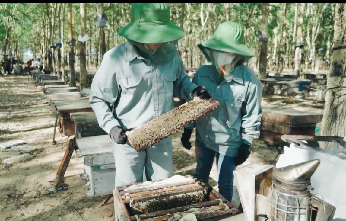 Gia Lai hiện có 292 hộ nuôi ong và 4 cơ sở, doanh nghiệp nuôi ong lấy mật từ hoa cà phê. Ảnh: Mai Ka